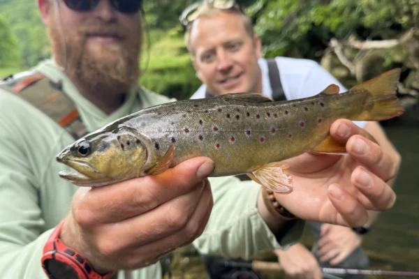 WNC wade