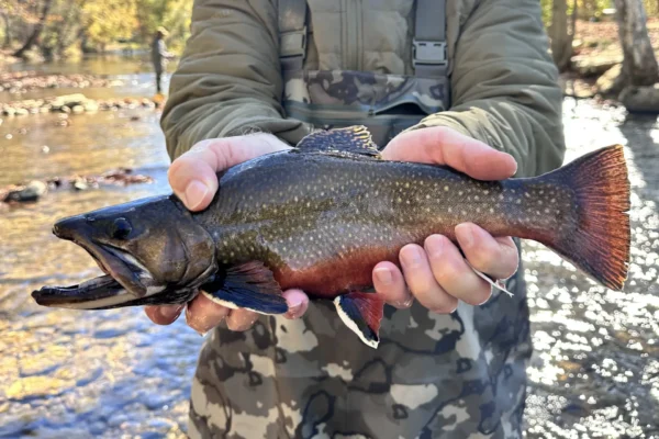 WNC wade(4)